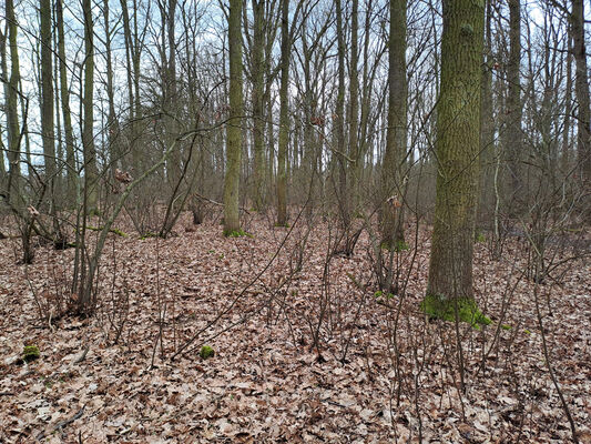 Týniště nad Orlicí, Petrovičky, 26.2.2024
 Lužní les U Kryštofovy studánky.
Schlüsselwörter: Týniště nad Orlicí Petrovičky lužní les U Kryštofovy studánky