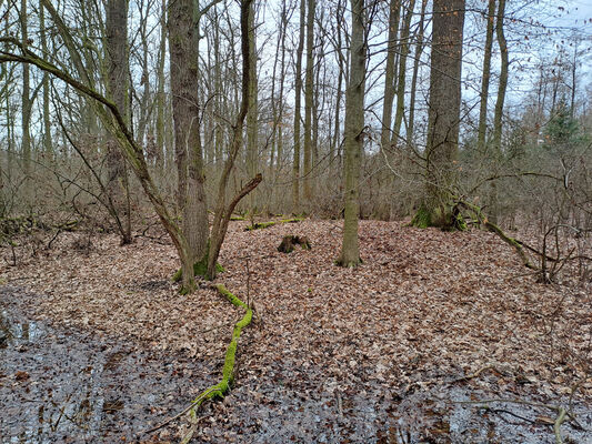 Týniště nad Orlicí, Petrovičky, 26.2.2024
 Lužní les U Kryštofovy studánky.
Keywords: Týniště nad Orlicí Petrovičky lužní les U Kryštofovy studánky