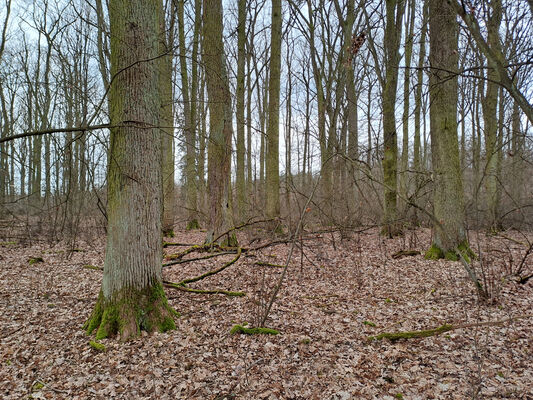 Týniště nad Orlicí, Petrovičky, 26.2.2024
 Lužní les U Kryštofovy studánky.
Keywords: Týniště nad Orlicí Petrovičky lužní les U Kryštofovy studánky