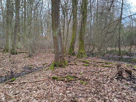 Týniště nad Orlicí, Petrovičky, 26.2.2024
 Lužní les U Kryštofovy studánky.
Mots-clés: Týniště nad Orlicí Petrovičky lužní les U Kryštofovy studánky