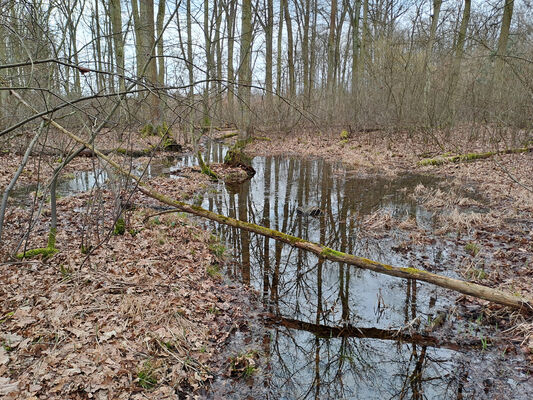 Týniště nad Orlicí, Petrovičky, 26.2.2024
 Lužní les U Kryštofovy studánky.
Keywords: Týniště nad Orlicí Petrovičky lužní les U Kryštofovy studánky