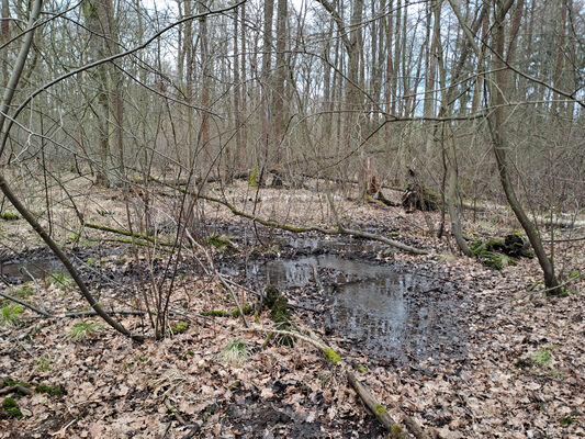 Týniště nad Orlicí, Petrovičky, 26.2.2024
 Lužní les U Kryštofovy studánky.
Schlüsselwörter: Týniště nad Orlicí Petrovičky lužní les U Kryštofovy studánky