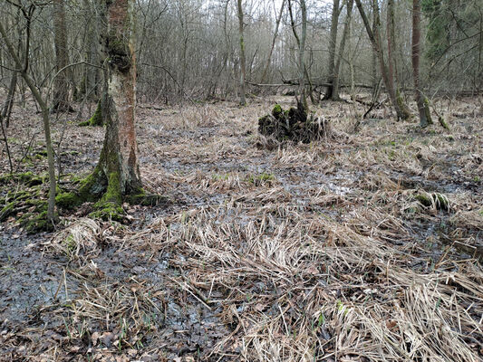 Týniště nad Orlicí, Petrovičky, 26.2.2024
 Lužní les U Kryštofovy studánky.
Keywords: Týniště nad Orlicí Petrovičky lužní les U Kryštofovy studánky