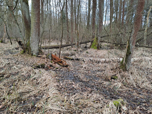 Týniště nad Orlicí, Petrovičky, 26.2.2024
 Lužní les U Kryštofovy studánky.
Mots-clés: Týniště nad Orlicí Petrovičky lužní les U Kryštofovy studánky Ampedus pomonae pomorum