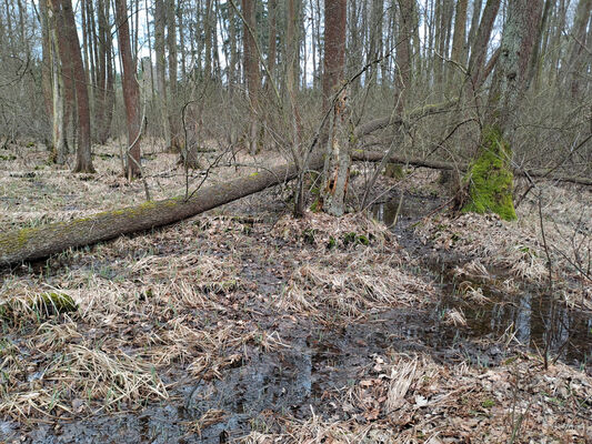 Týniště nad Orlicí, Petrovičky, 26.2.2024
 Lužní les U Kryštofovy studánky.
Keywords: Týniště nad Orlicí Petrovičky lužní les U Kryštofovy studánky