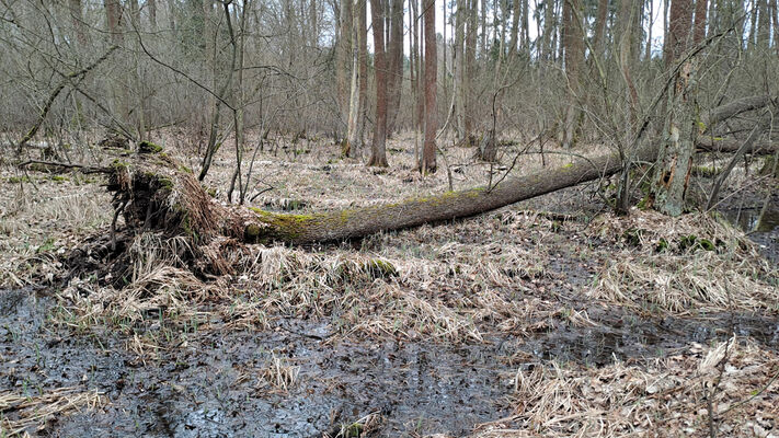 Týniště nad Orlicí, Petrovičky, 26.2.2024
 Lužní les U Kryštofovy studánky.
Keywords: Týniště nad Orlicí Petrovičky lužní les U Kryštofovy studánky