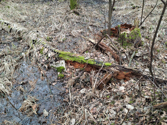 Týniště nad Orlicí, Petrovičky, 26.2.2024
 Lužní les U Kryštofovy studánky.
Keywords: Týniště nad Orlicí Petrovičky lužní les U Kryštofovy studánky Ampedus pomorum