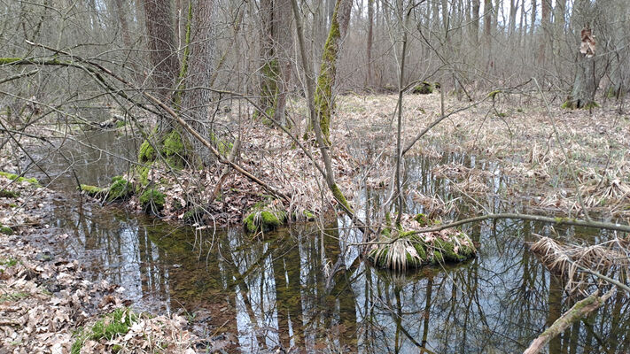 Týniště nad Orlicí, Petrovičky, 26.2.2024
 Lužní les U Kryštofovy studánky.
Schlüsselwörter: Týniště nad Orlicí Petrovičky lužní les U Kryštofovy studánky