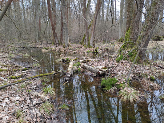 Týniště nad Orlicí, Petrovičky, 26.2.2024
 Lužní les U Kryštofovy studánky.
Keywords: Týniště nad Orlicí Petrovičky lužní les U Kryštofovy studánky