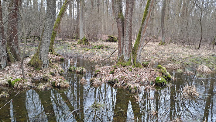 Týniště nad Orlicí, Petrovičky, 26.2.2024
 Lužní les U Kryštofovy studánky.
Klíčová slova: Týniště nad Orlicí Petrovičky lužní les U Kryštofovy studánky