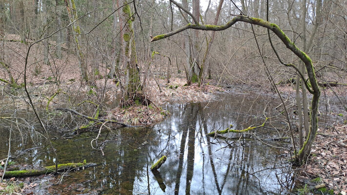 Týniště nad Orlicí, Petrovičky, 26.2.2024
 Lužní les U Kryštofovy studánky.
Keywords: Týniště nad Orlicí Petrovičky lužní les U Kryštofovy studánky