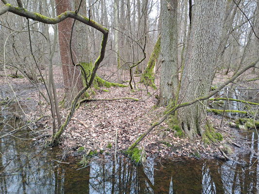 Týniště nad Orlicí, Petrovičky, 26.2.2024
 Lužní les U Kryštofovy studánky.
Schlüsselwörter: Týniště nad Orlicí Petrovičky lužní les U Kryštofovy studánky