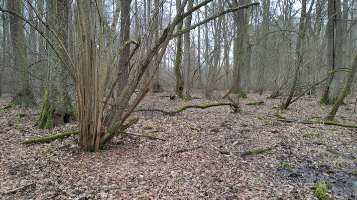 Týniště nad Orlicí, Petrovičky, 26.2.2024
 Lužní les U Kryštofovy studánky.
Klíčová slova: Týniště nad Orlicí Petrovičky lužní les U Kryštofovy studánky