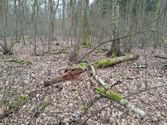 Týniště nad Orlicí, Petrovičky, 26.2.2024
 Lužní les U Kryštofovy studánky.
Keywords: Týniště nad Orlicí Petrovičky lužní les U Kryštofovy studánky Ampedus pomorum