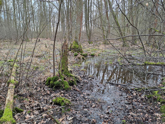 Týniště nad Orlicí, Petrovičky, 26.2.2024
 Lužní les U Kryštofovy studánky.
Keywords: Týniště nad Orlicí Petrovičky lužní les U Kryštofovy studánky