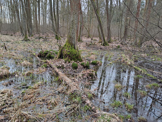 Týniště nad Orlicí, Petrovičky, 26.2.2024
 Lužní les U Kryštofovy studánky.
Klíčová slova: Týniště nad Orlicí Petrovičky lužní les U Kryštofovy studánky