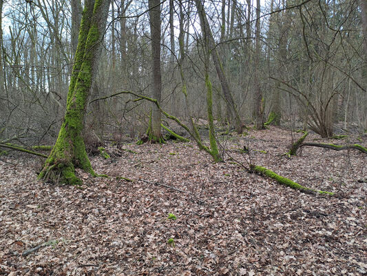 Týniště nad Orlicí, Petrovičky, 26.2.2024
Lužní les U Kryštofovy studánky.
Mots-clés: Týniště nad Orlicí Petrovičky lužní les U Kryštofovy studánky