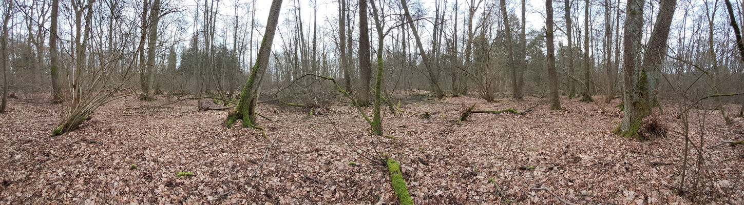 Týniště nad Orlicí, Petrovičky, 26.2.2024
Lužní les U Kryštofovy studánky.
Klíčová slova: Týniště nad Orlicí Petrovičky lužní les U Kryštofovy studánky