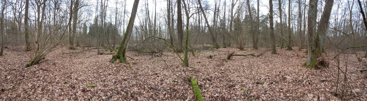 Týniště nad Orlicí, Petrovičky, 26.2.2024
Lužní les U Kryštofovy studánky.
Schlüsselwörter: Týniště nad Orlicí Petrovičky lužní les U Kryštofovy studánky