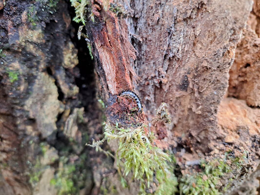 Týniště nad Orlicí, Petrovičky, 26.2.2024
Lužní les U Kryštofovy studánky. Larva kovaříka Stenagostus rhombeus.
Keywords: Týniště nad Orlicí Petrovičky lužní les U Kryštofovy studánky Stenagostus rhombeus