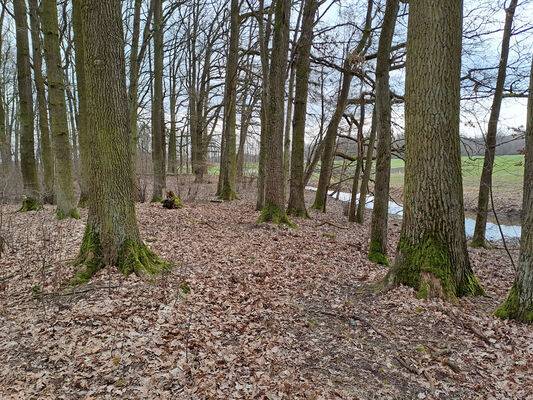 Týniště nad Orlicí, Petrovičky, 26.2.2024
Lužní les U Kryštofovy studánky.
Mots-clés: Týniště nad Orlicí Petrovičky lužní les U Kryštofovy studánky