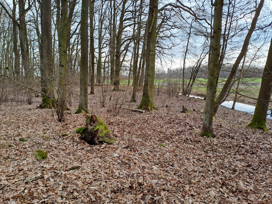 Týniště nad Orlicí, Petrovičky, 26.2.2024
Lužní les U Kryštofovy studánky.
Keywords: Týniště nad Orlicí Petrovičky lužní les U Kryštofovy studánky