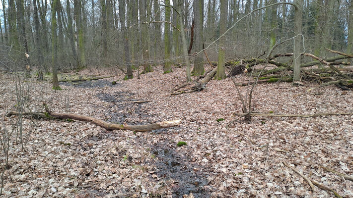 Týniště nad Orlicí, Petrovičky, 26.2.2024
Lužní les U Kryštofovy studánky.
Mots-clés: Týniště nad Orlicí Petrovičky lužní les U Kryštofovy studánky