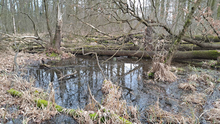 Týniště nad Orlicí, Petrovičky, 26.2.2024
Lužní les U Kryštofovy studánky.
Schlüsselwörter: Týniště nad Orlicí Petrovičky lužní les U Kryštofovy studánky