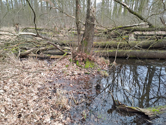 Týniště nad Orlicí, Petrovičky, 26.2.2024
Lužní les U Kryštofovy studánky.
Mots-clés: Týniště nad Orlicí Petrovičky lužní les U Kryštofovy studánky