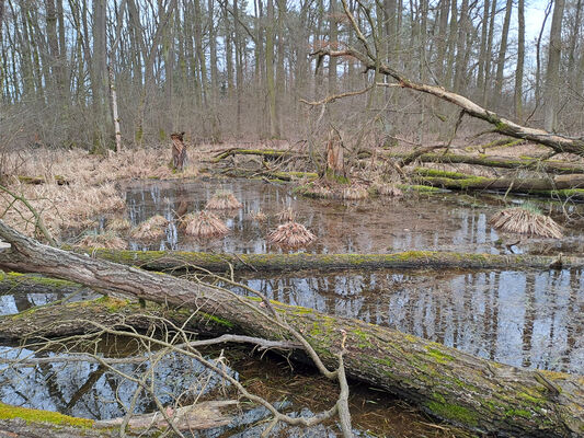 Týniště nad Orlicí, Petrovičky, 26.2.2024
Lužní les U Kryštofovy studánky.
Schlüsselwörter: Týniště nad Orlicí Petrovičky lužní les U Kryštofovy studánky