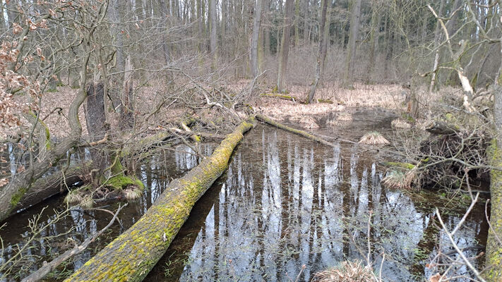 Týniště nad Orlicí, Petrovičky, 26.2.2024
Lužní les U Kryštofovy studánky.
Klíčová slova: Týniště nad Orlicí Petrovičky lužní les U Kryštofovy studánky