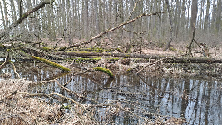 Týniště nad Orlicí, Petrovičky, 26.2.2024
Lužní les U Kryštofovy studánky.
Klíčová slova: Týniště nad Orlicí Petrovičky lužní les U Kryštofovy studánky