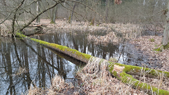 Týniště nad Orlicí, Petrovičky, 26.2.2024
Lužní les U Kryštofovy studánky.
Klíčová slova: Týniště nad Orlicí Petrovičky lužní les U Kryštofovy studánky