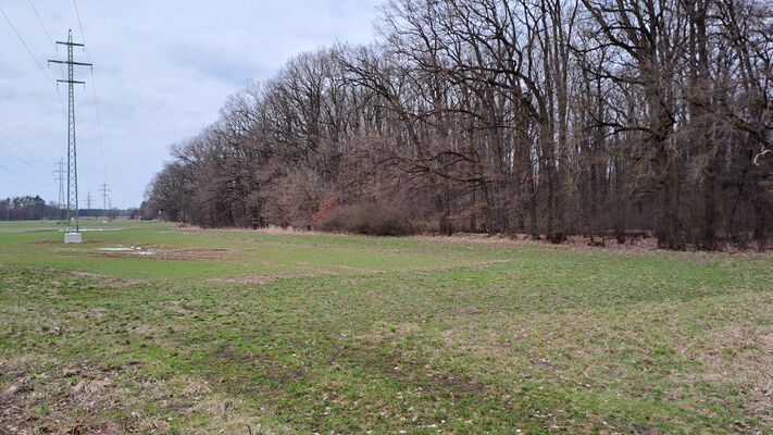 Týniště nad Orlicí, Petrovičky, 26.2.2024
Lužní les U Kryštofovy studánky - jižní okraj.
Schlüsselwörter: Týniště nad Orlicí Petrovičky lužní les U Kryštofovy studánky