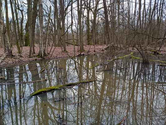 Týniště nad Orlicí, Petrovičky, 26.2.2024
Lužní les Orlice.
Schlüsselwörter: Týniště nad Orlicí Petrovičky lužní les u Orlice