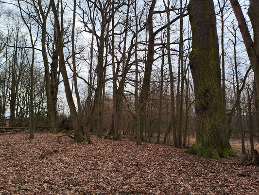 Týniště nad Orlicí, Petrovičky, 26.2.2024
Lužní les Orlice.
Schlüsselwörter: Týniště nad Orlicí Petrovičky lužní les u Orlice