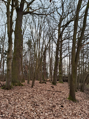 Týniště nad Orlicí, Petrovičky, 26.2.2024
Lužní les Orlice.
Keywords: Týniště nad Orlicí Petrovičky lužní les u Orlice