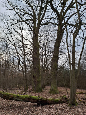 Týniště nad Orlicí, Petrovičky, 26.2.2024
Lužní les Orlice.
Keywords: Týniště nad Orlicí Petrovičky lužní les u Orlice