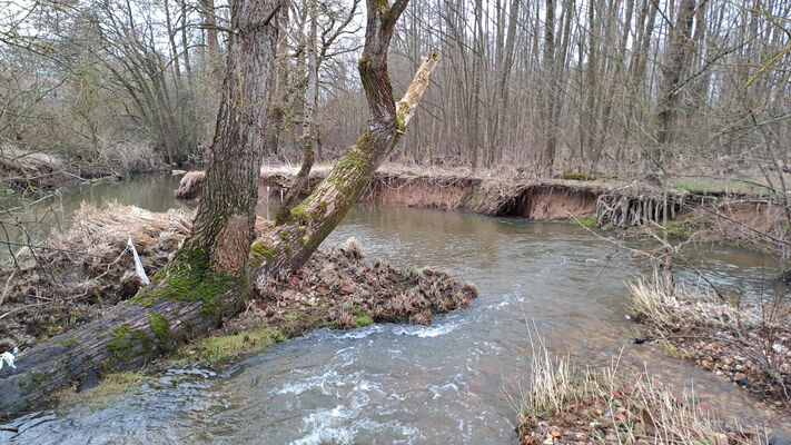 Třebechovice pod Orebem, Štěnkov, 26.2.2024
Potok od týnišťské obory.
Keywords: Třebechovice pod Orebem Štěnkov Orlice