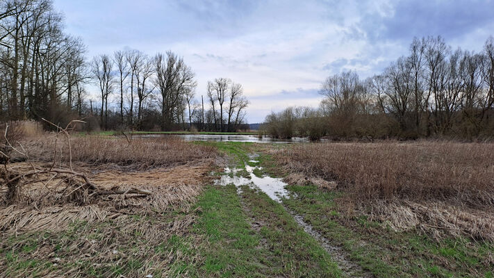 Třebechovice pod Orebem, Štěnkov, 26.2.2024
Meandr Orlice.
Keywords: Třebechovice pod Orebem Štěnkov Orlice