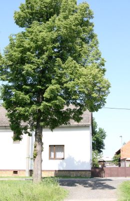 Týniště nad Orlicí, Petrovičky, 26.5.2009
Lípa s výletovými otvory krasců lipových.
Mots-clés: Týniště nad Orlicí Petrovičky krasec lipový Lamprodila rutilans