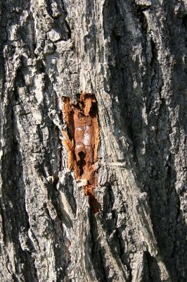 Týniště nad Orlicí, Petrovičky, 26.5.2009
Požerek a kukelní kolébka krasce lipového v kůře kmene lípy.
Schlüsselwörter: Týniště nad Orlicí Petrovičky krasec lipový Lamprodila rutilans