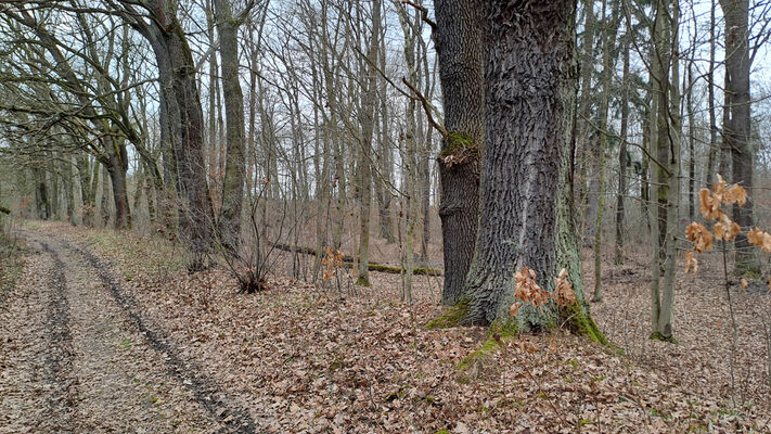 Týniště nad Orlicí, Petrovice, 3.3.2024
Lužní les u železniční zastávky.
Schlüsselwörter: Týniště nad Orlicí Petrovičky lužní les