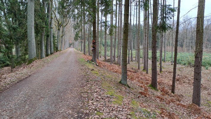 Týniště nad Orlicí, Petrovičky, 3.3.2024
PP Týnišťské Poorličí. 
Mots-clés: Týniště nad Orlicí Petrovičky dubová alej PP Týnišťské Poorličí