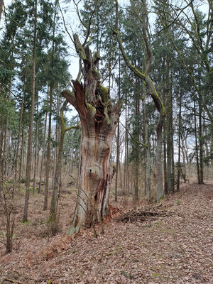 Týniště nad Orlicí, Petrovičky, 3.3.2024
PP Týnišťské Poorličí. 
Schlüsselwörter: Týniště nad Orlicí Petrovičky dubová alej PP Týnišťské Poorličí