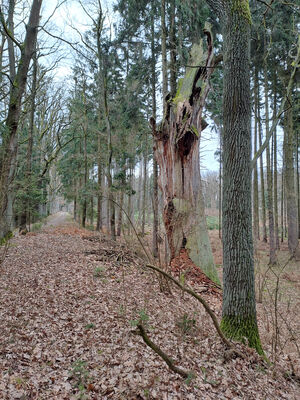 Týniště nad Orlicí, Petrovičky, 3.3.2024
PP Týnišťské Poorličí. 
Keywords: Týniště nad Orlicí Petrovičky dubová alej PP Týnišťské Poorličí