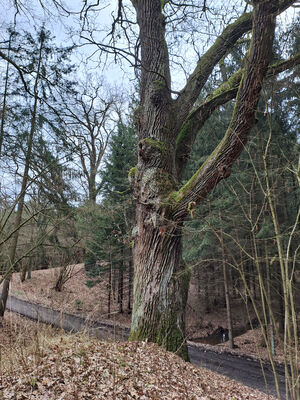 Týniště nad Orlicí, Petrovičky, 3.3.2024
PP Týnišťské Poorličí. 
Keywords: Týniště nad Orlicí Petrovičky dubová alej PP Týnišťské Poorličí