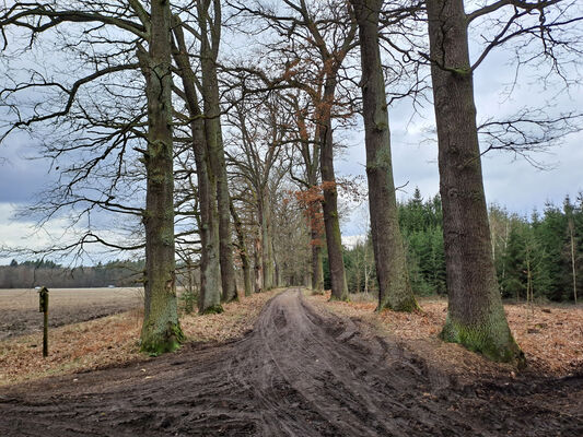 Týniště nad Orlicí, Petrovičky, 3.3.2024
PP Týnišťské Poorličí. 
Keywords: Týniště nad Orlicí Petrovičky dubová alej PP Týnišťské Poorličí