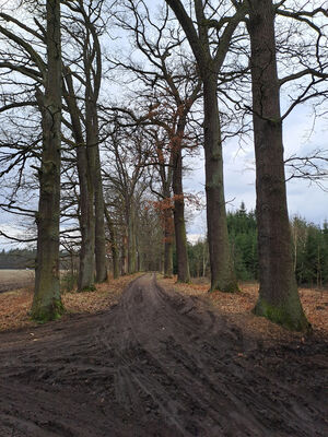 Týniště nad Orlicí, Petrovičky, 3.3.2024
PP Týnišťské Poorličí. 
Keywords: Týniště nad Orlicí Petrovičky dubová alej PP Týnišťské Poorličí