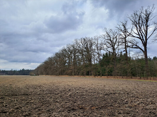 Týniště nad Orlicí, Petrovičky, 3.3.2024
PP Týnišťské Poorličí. 
Keywords: Týniště nad Orlicí Petrovičky dubová alej PP Týnišťské Poorličí